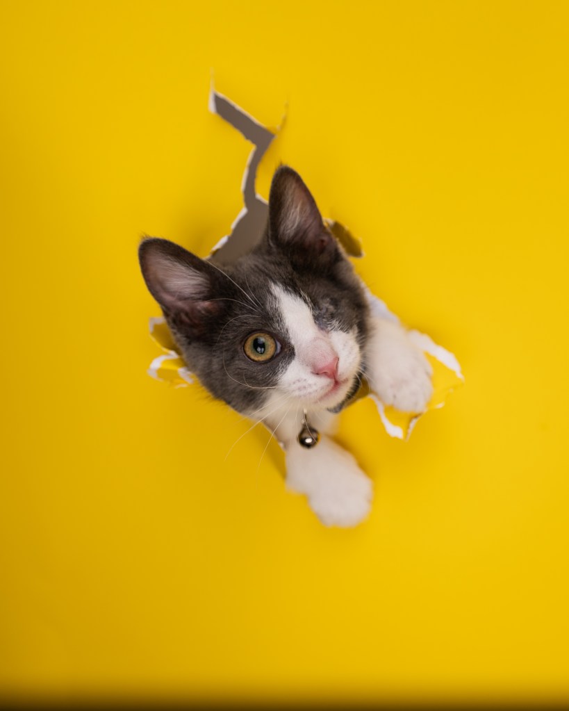 kitten poking head through paper